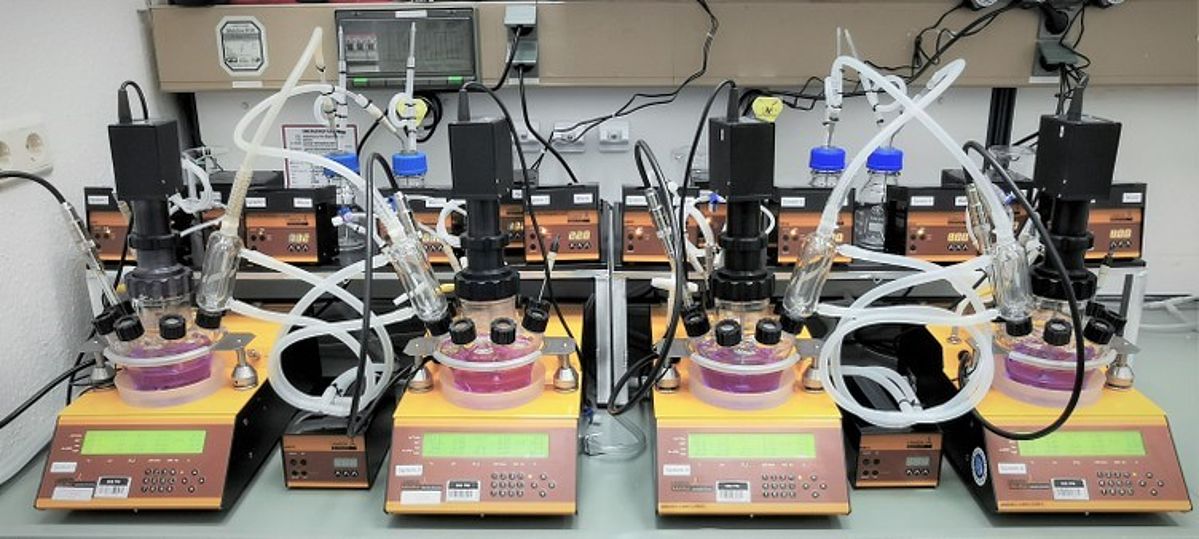 The LAMBDA MINIFOR 400ml Fermenter running in parallel to mimic the distal colon of digestive tract