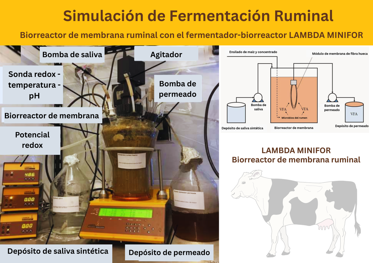 Biorreactor de Membrana Ruminal con el LAMBDA MINIFOR para la Producción Continua de AGV