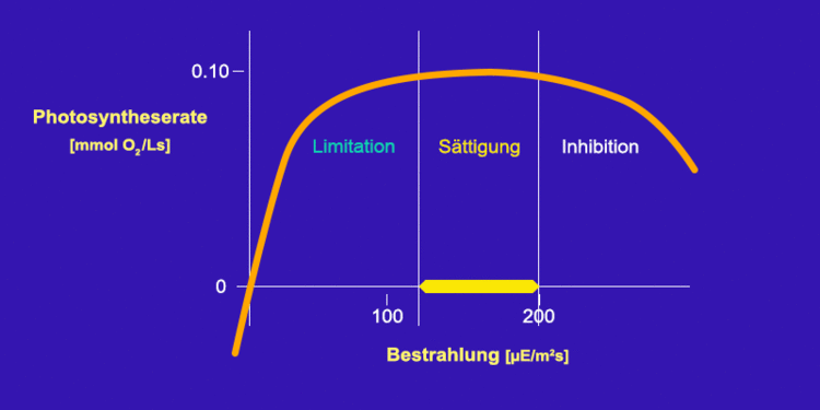 Wahl der Lichtintensitäten zur Optimierung der Photosyntheserate