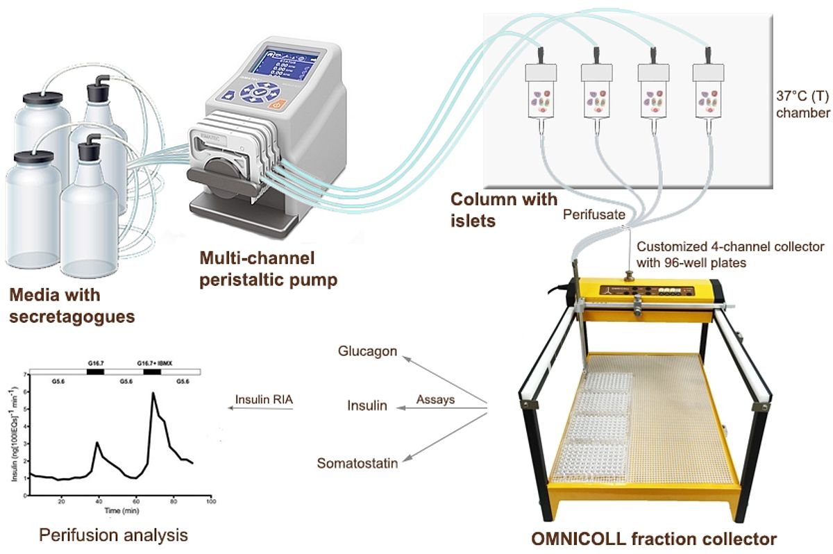 Islet Perifusion with Automated Fraction Collection Using LAMBDA OMNICOLL in 96-Well Plates