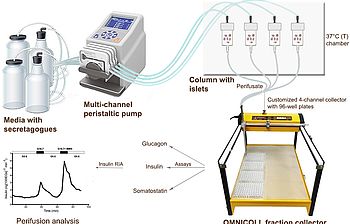Islet Perifusion with Automated Fraction Collection Using LAMBDA OMNICOLL in 96-Well Plates