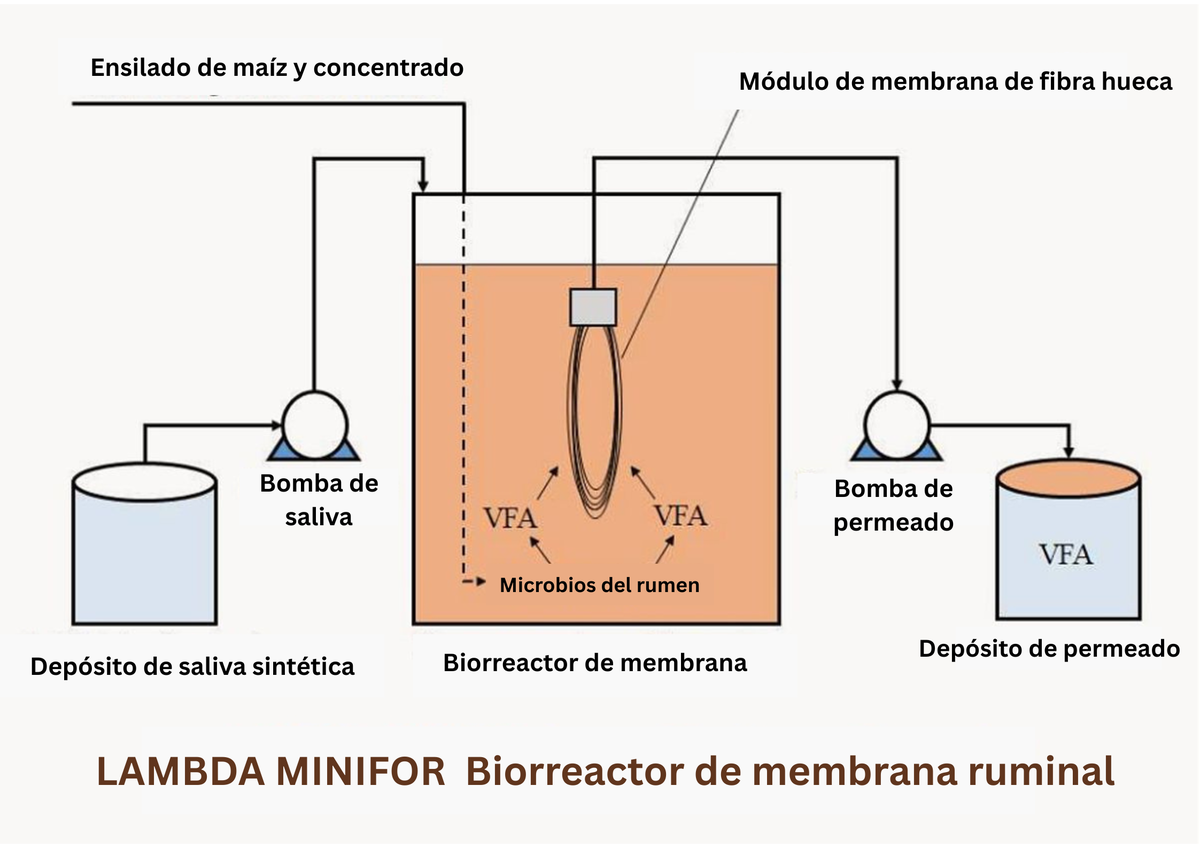 Esquema del biorreactor de membrana ruminal LAMBDA MINIFOR