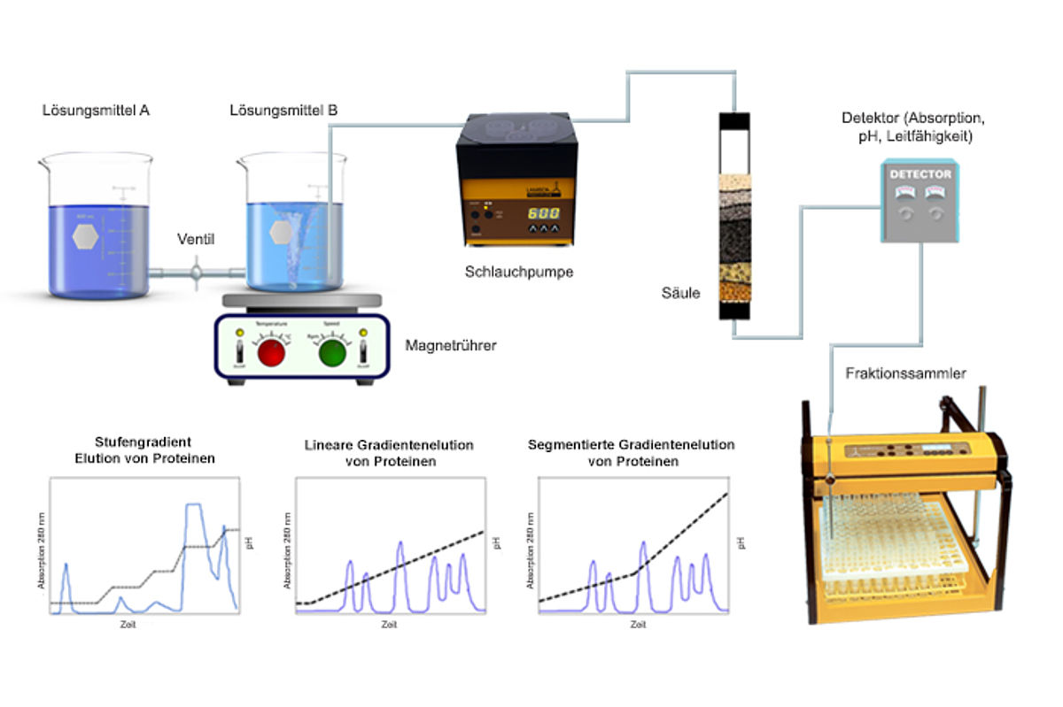 Der Aufbau einer Gradientenelution mit Säule, Schlauchpumpen & Fraktionssammler