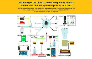 doi.org/10.1101/2021.07.26.453758 Fig S7, picture courtesy of HHU Düsseldorf, Louis Goldschmidt