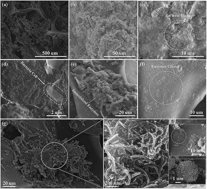 Die Feldemissions-Rasterelektronenmikroskopie (FE-REM) zeigt die Charakterisierung von Mikroben, die Biofilmmatrix, die Enzymimmobilisierung und das gleichmässige Wachstum auf dem Bioträger. (Bildnachweis und Quelle: Ahmad, M., Yousaf, M., Han, J.-C., Huan