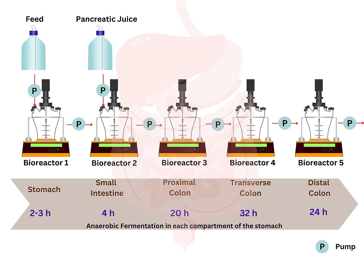 LAMBDA MINIFOR Fermenters for SHIME model