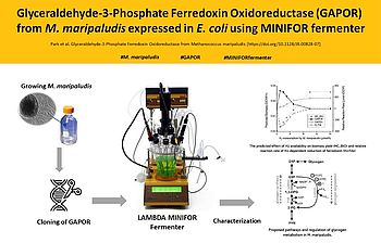 Enzyme production in MINIFOR laboratory fermenter