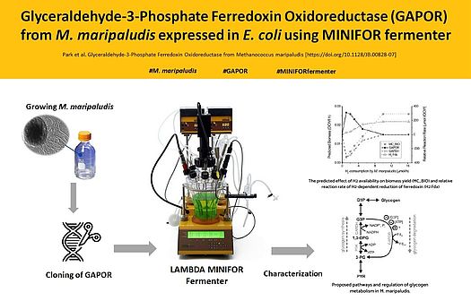 GAPORMm (Glyceraldehyde-3-phosphate ferredoxin oxidoreductase von Methanococcus maripaludis)hergestellt im LAMBDA MINIFOR Fermenter